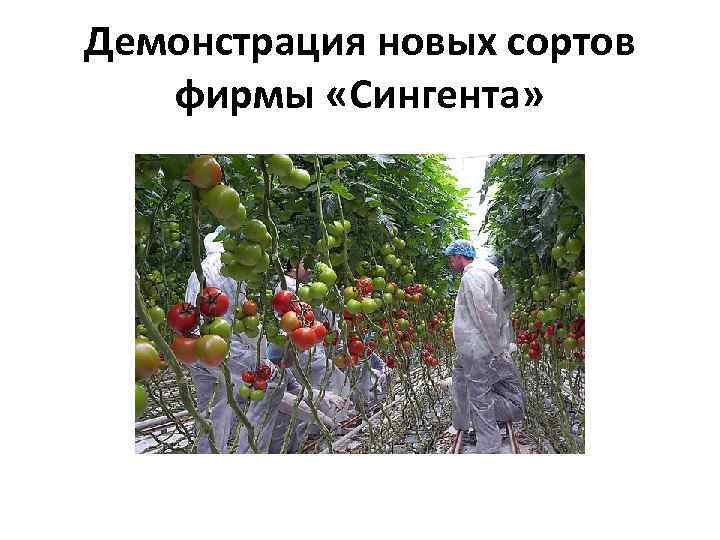 Демонстрация новых сортов  фирмы «Сингента» 