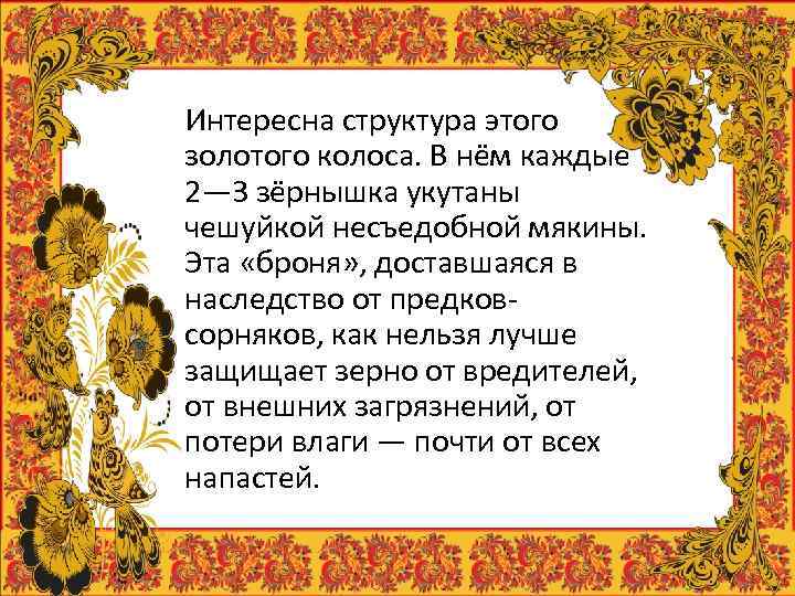 Интересна структура этого золотого колоса. В нём каждые 2— 3 зёрнышка укутаны чешуйкой несъедобной