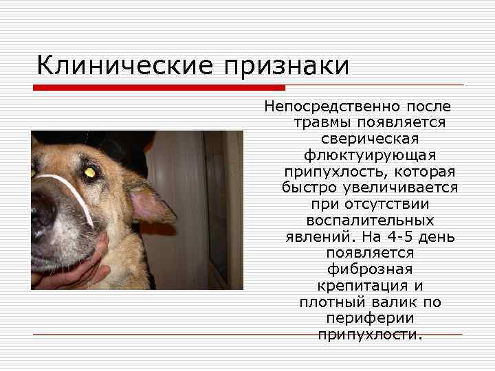 Клинические признаки    Непосредственно после   травмы появляется   