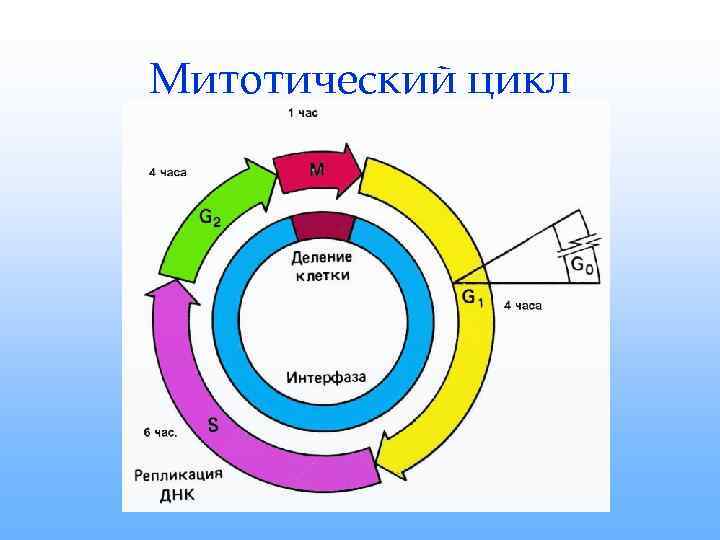 Жизненный цикл соматической клетки. Схема клеточного цикла интерфаза. Жизненный цикл клетки митотический цикл клетки. Методический цикл клетки интерфаза. Митотический цикл периоды интерфазы.