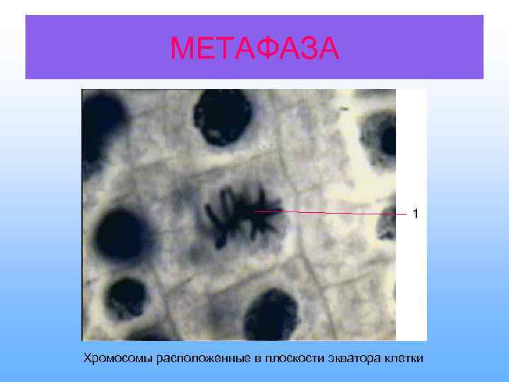   МЕТАФАЗА     1 Хромосомы расположенные в плоскости экватора клетки