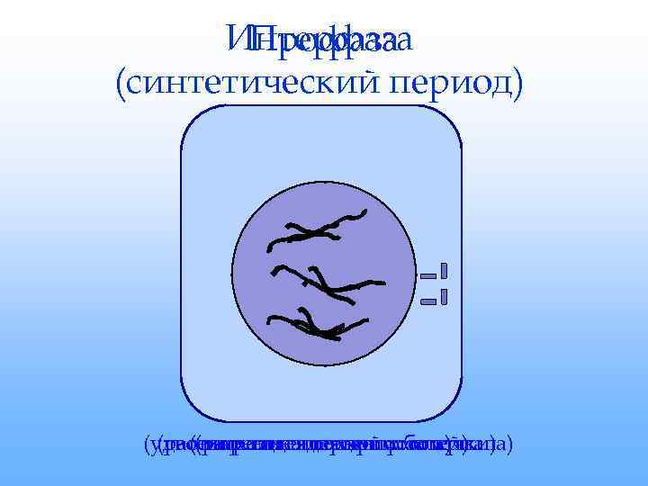  Интерфаза  Профаза (синтетический период) (удвоение генетическогооболочки)  (растворение ядерной материала) (спирализацияцентриолей) 