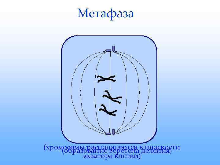   Метафаза (хромосомы располагаются в плоскости (образование веретена деления)  экватора клетки) 