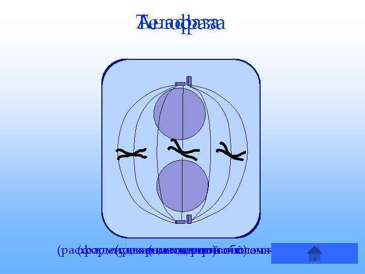   Анафаза   Телофаза (расхождение хроматид по полюсам клетки) (формирование ядерной оболочки)