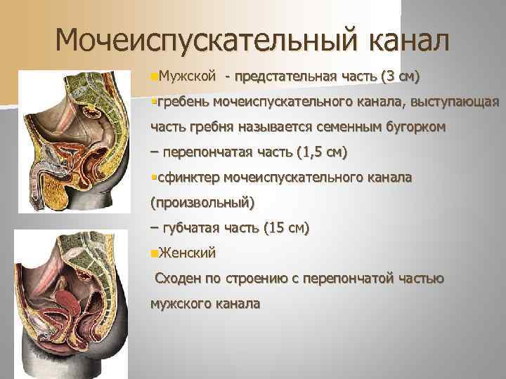 Мочеиспускательный канал n. Мужской  - предстательная часть (3 см) § гребень мочеиспускательного канала,