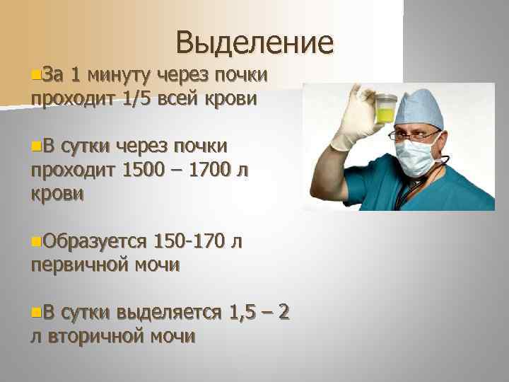    Выделение n. За 1 минуту через почки проходит 1/5 всей