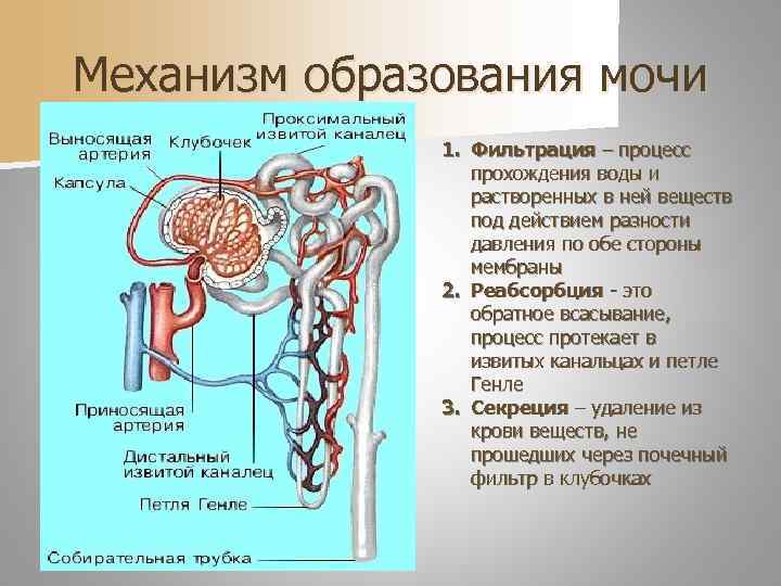 Где образуется первичная и вторичная моча. Нефрон система анатомия. Механизм образования первичной мочи схема. Строение нефрона механизм. Этапы образования мочи схема.