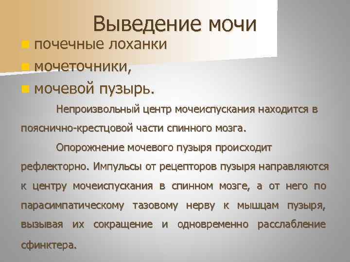    Выведение мочи n почечные лоханки n мочеточники, n мочевой пузырь. 
