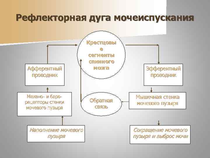 Схема рефлекса мочеиспускания