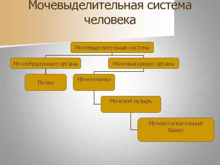   Мочевыделительная система   человека     Мочевыделительная система Мочеобразующие