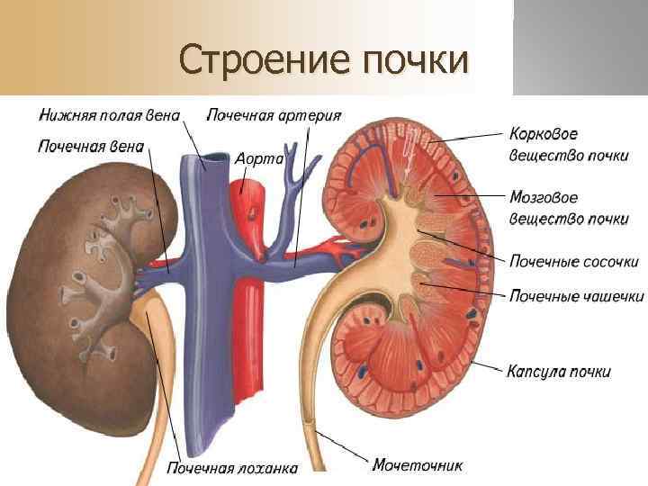 Строение почки 