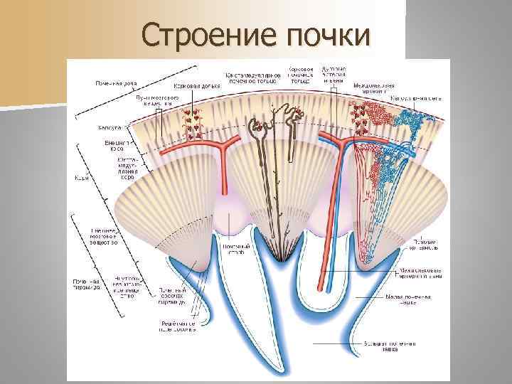 Строение почки 