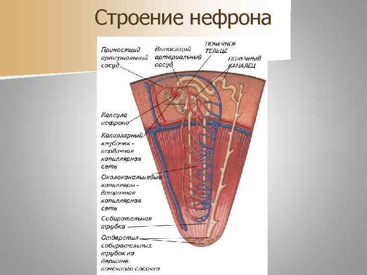 Строение нефрона 