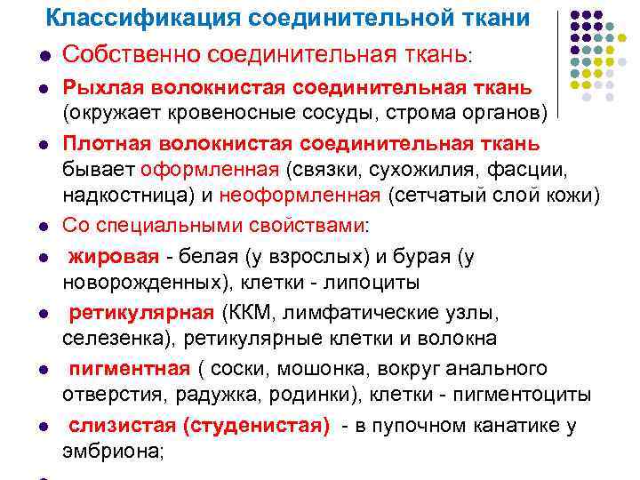  Классификация соединительной ткани l Собственно соединительная ткань: l  Рыхлая волокнистая соединительная ткань