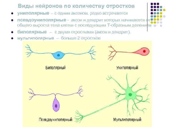   Виды нейронов по количеству отростков l  униполярные – с одним аксоном,