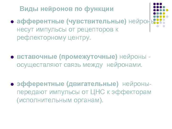   Виды нейронов по функции l  афферентные (чувствительные) нейроны - несут импульсы