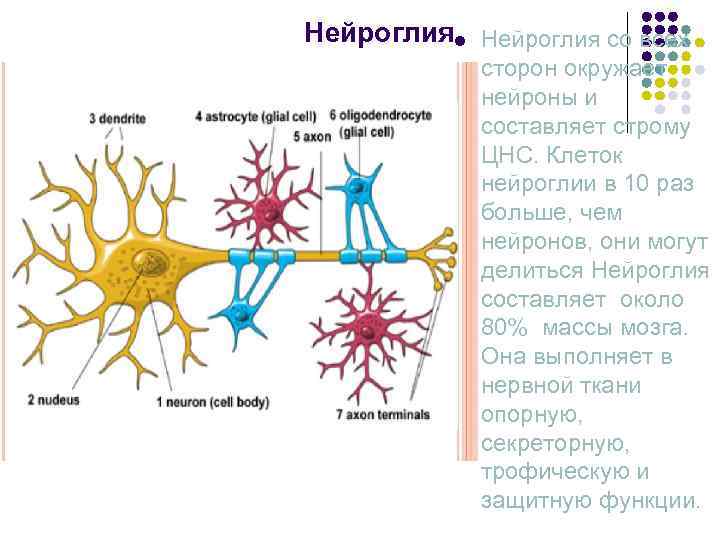Нейроглияl Нейроглия со всех    сторон окружает    нейроны и