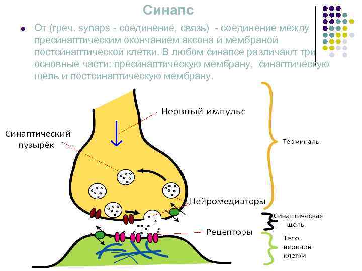      Синапс l  От (греч. synaps - соединение, связь)