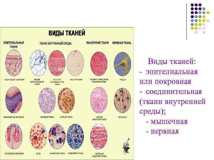   Виды тканей: - эпителиальная или покровная - соединительная (ткани внутренней среды); 
