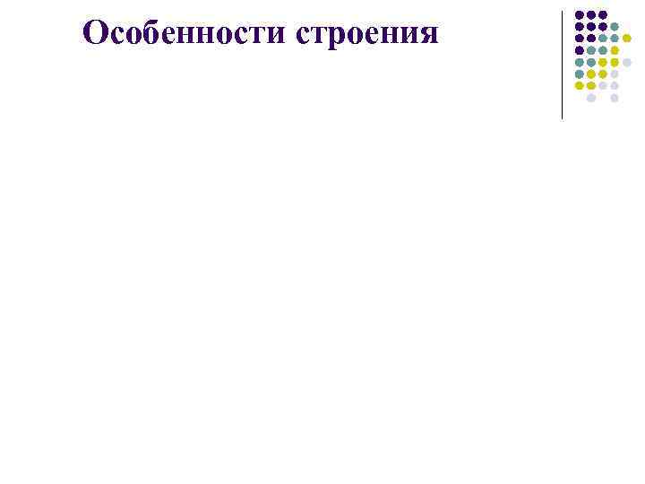 Особенности строения 