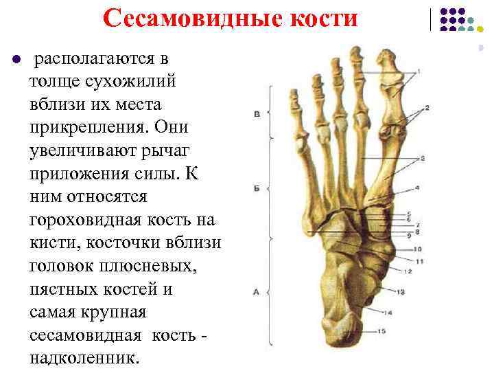   Сесамовидные кости l  располагаются в толще сухожилий вблизи их места прикрепления.