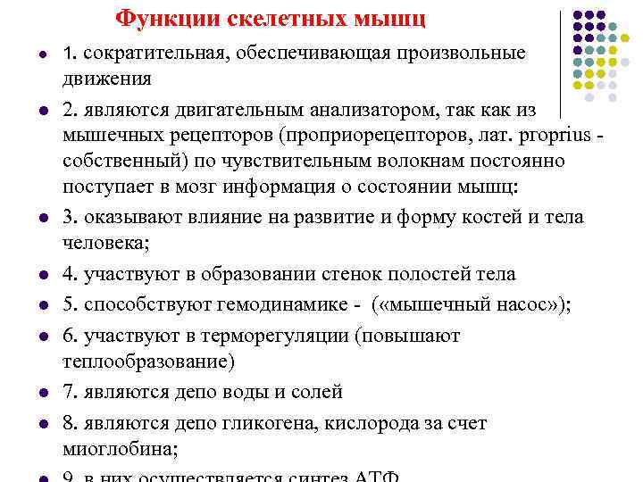    Функции скелетных мышц l  1. сократительная, обеспечивающая произвольные движения l