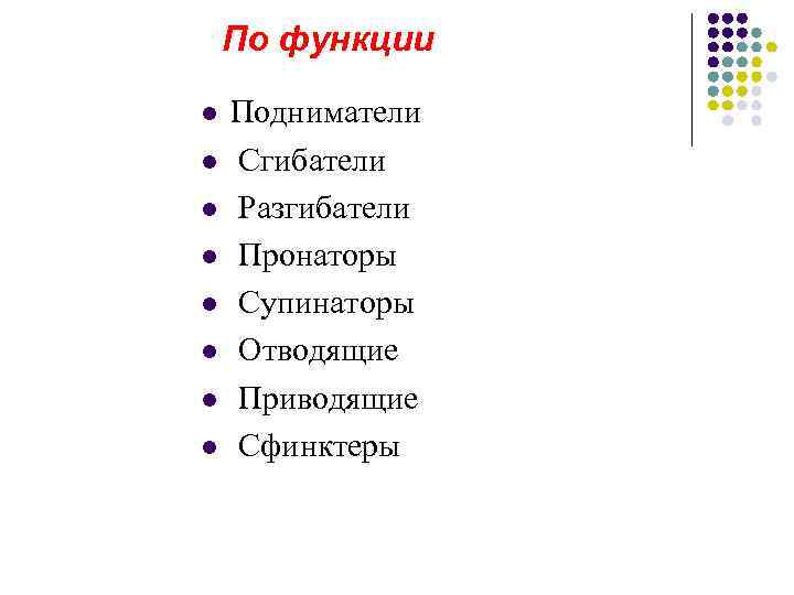   По функции l  Подниматели l  Сгибатели l  Разгибатели l