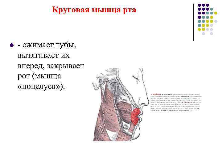    Круговая мышца рта  l  - сжимает губы,  вытягивает