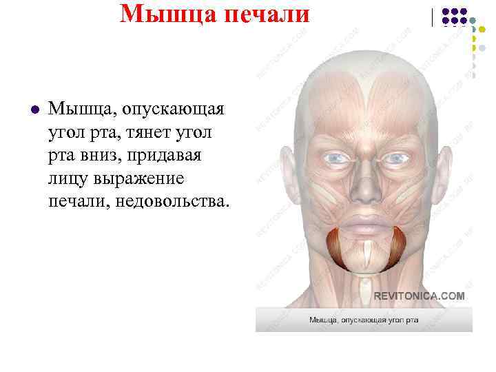   Мышца печали  l  Мышца, опускающая угол рта, тянет угол рта