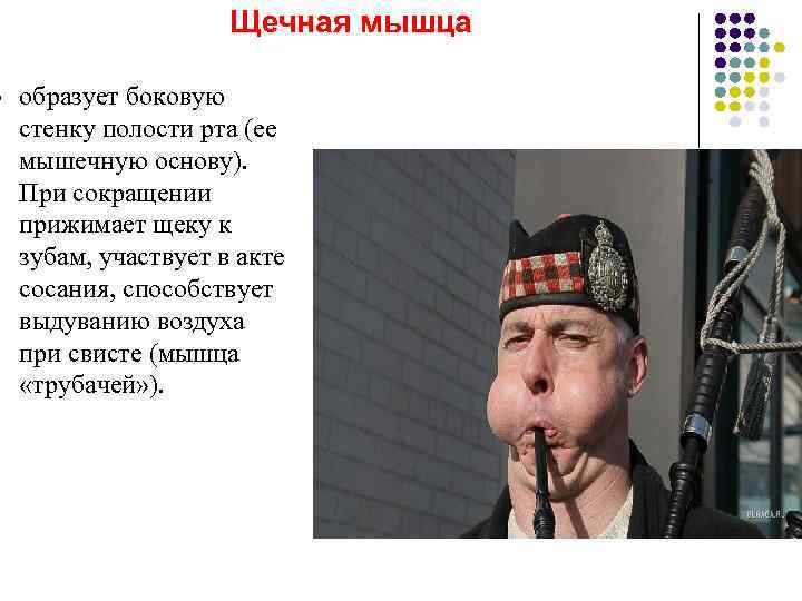      Щечная мышца l  образует боковую стенку полости рта