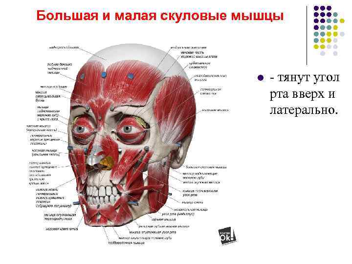 Большая и малая скуловые мышцы     l  - тянут угол