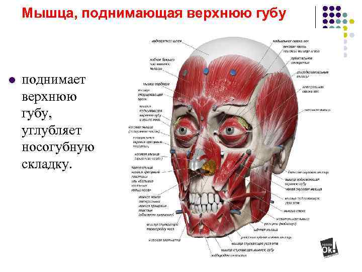   Мышца, поднимающая верхнюю губу  l  поднимает верхнюю губу,  углубляет