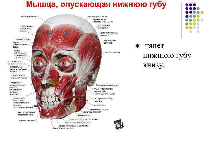 Мышца, опускающая нижнюю губу      l  тянет  