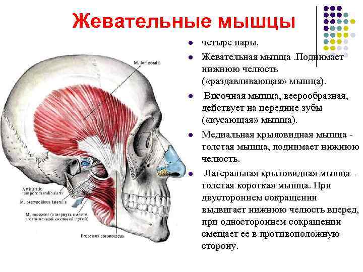 Болят жевательные мышцы