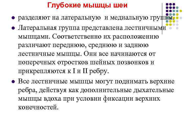   Глубокие мышцы шеи l  разделяют на латеральную и медиальную группы. l
