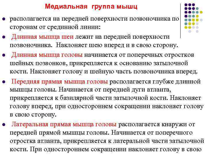     Медиальная группа мышц l  располагается на передней поверхности позвоночника
