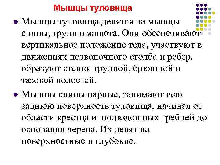   Мышцы туловища l  Мышцы туловища делятся на мышцы спины, груди и