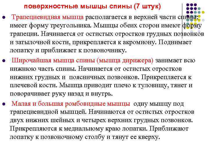   поверхностные мышцы спины (7 штук) l  Трапециевидная мышца располагается в верхней