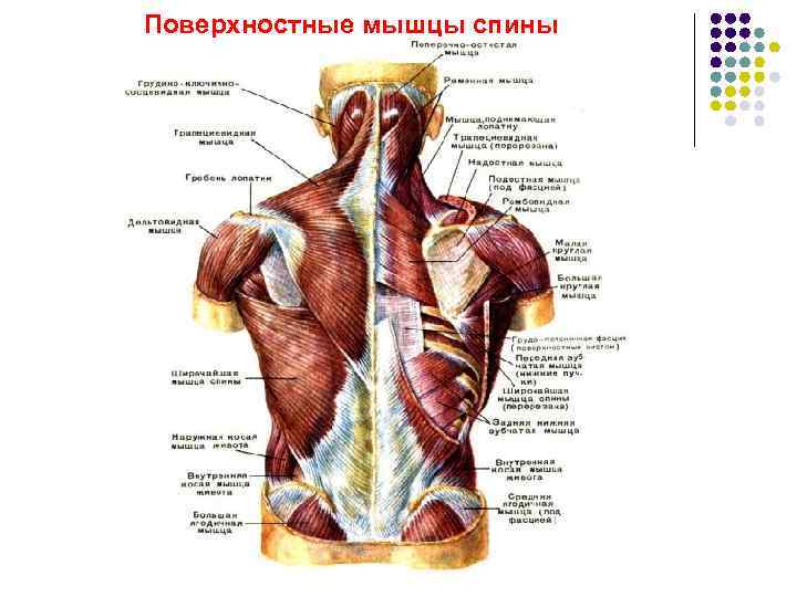 Миология в схемах и таблицах