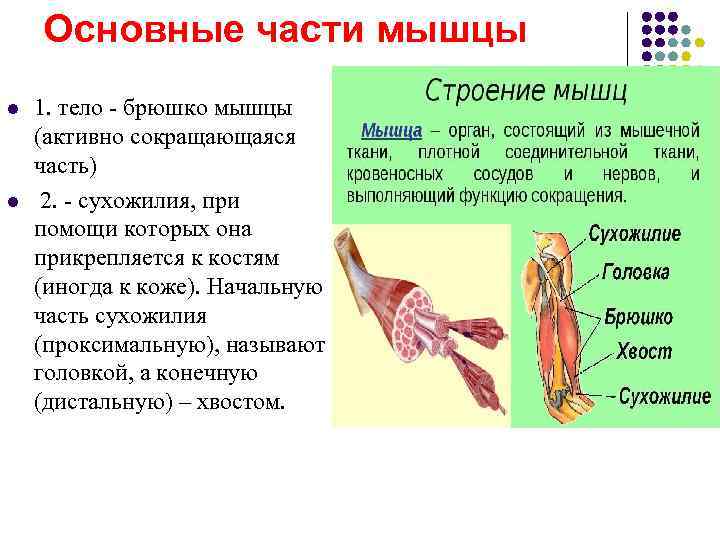 Миология в схемах и таблицах