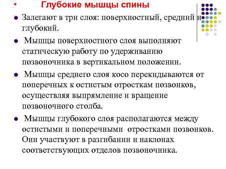  •   Глубокие мышцы спины l  Залегают в три слоя: поверхностный,