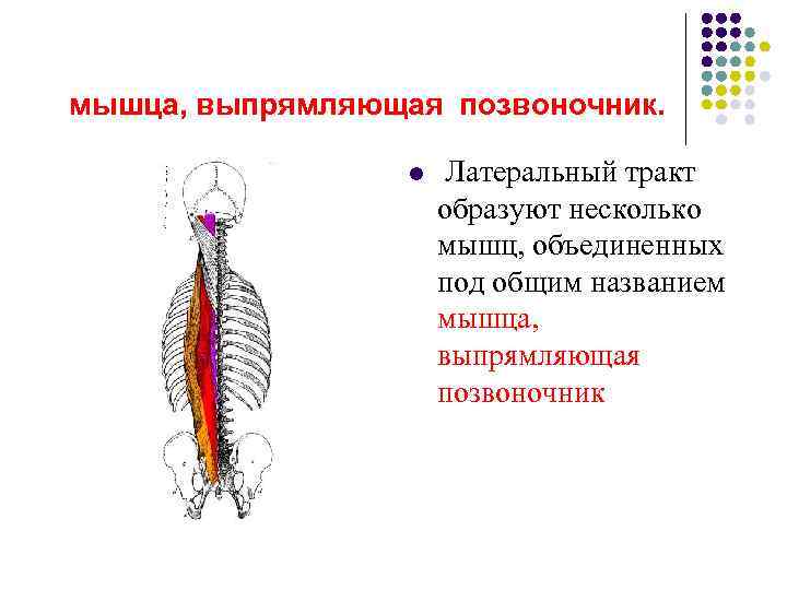 Выпрямитель позвоночника. Мышца выпрямитель позвоночника. Мышца выпрямляющая позвоночник иннервация.