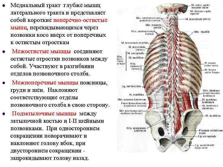 Миология в схемах и таблицах