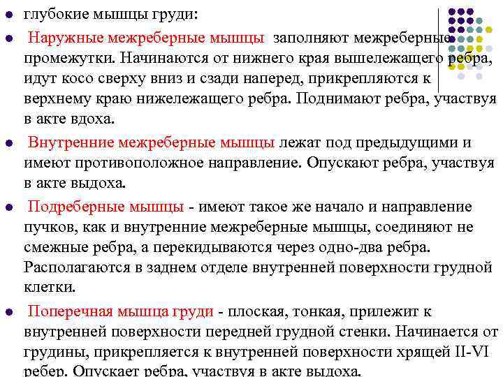 l  глубокиe мышцы груди: l  Наружные межреберные мышцы заполняют межреберные промежутки. Начинаются