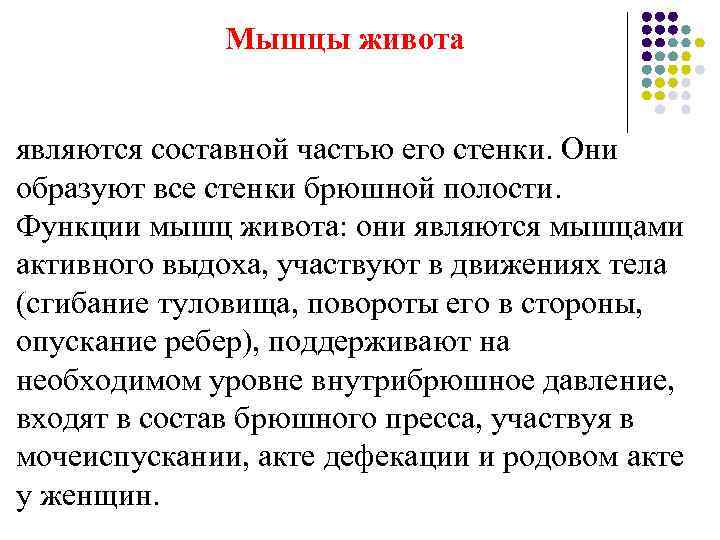    Мышцы живота  являются составной частью его стенки. Они образуют все