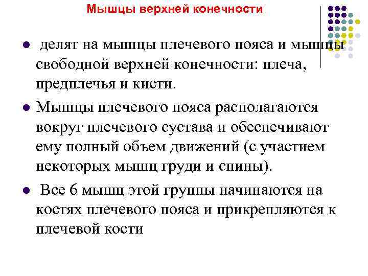    Мышцы верхней конечности l  делят на мышцы плечевого пояса и