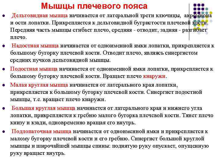     Мышцы плечевого пояса l  Дельтовидная мышца начинается от латеральной