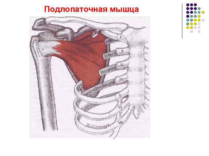 Подлопаточная ямка