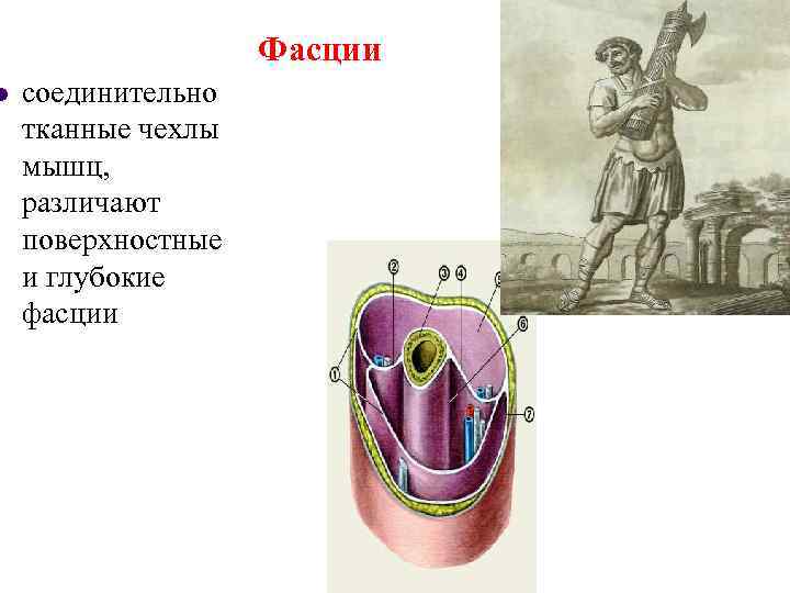      Фасции l  соединительно тканные чехлы мышц,  различают