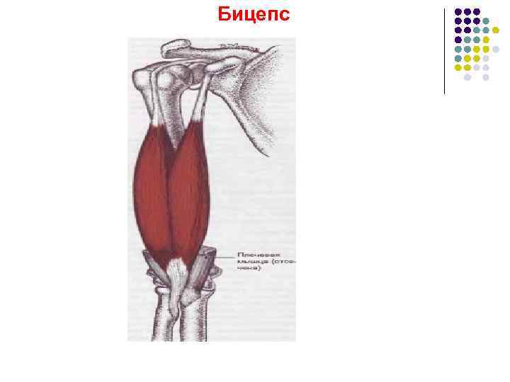 Бицепс 